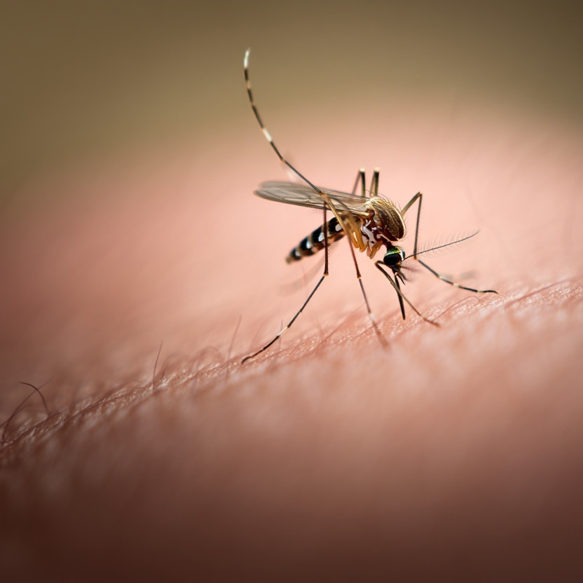 Semakin meluas, ini 7 fakta yang harus kamu tahu tentang virus zika! 