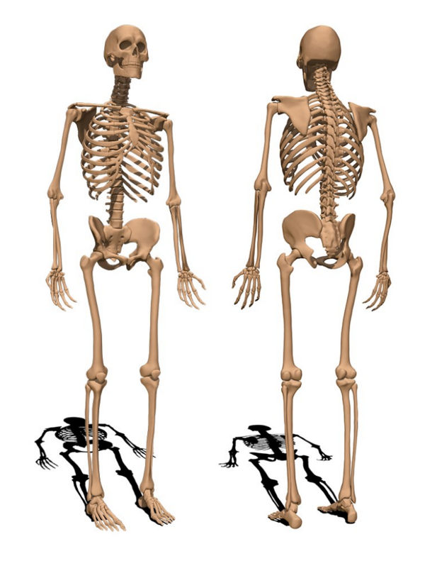 14 Fakta tubuh mengejutkan bikin kamu bilang,'sumpah aku baru tahu'! 14 Fakta tubuh mengejutkan bikin kamu bilang,'sumpah aku baru tahu'!