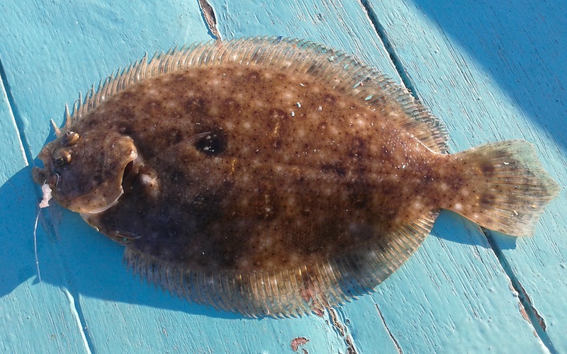 Ini dia jenis ikan yang memiliki nutrisi tinggi, bikin kamu sehat!