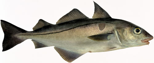 Ini dia jenis ikan yang memiliki nutrisi tinggi, bikin kamu sehat!