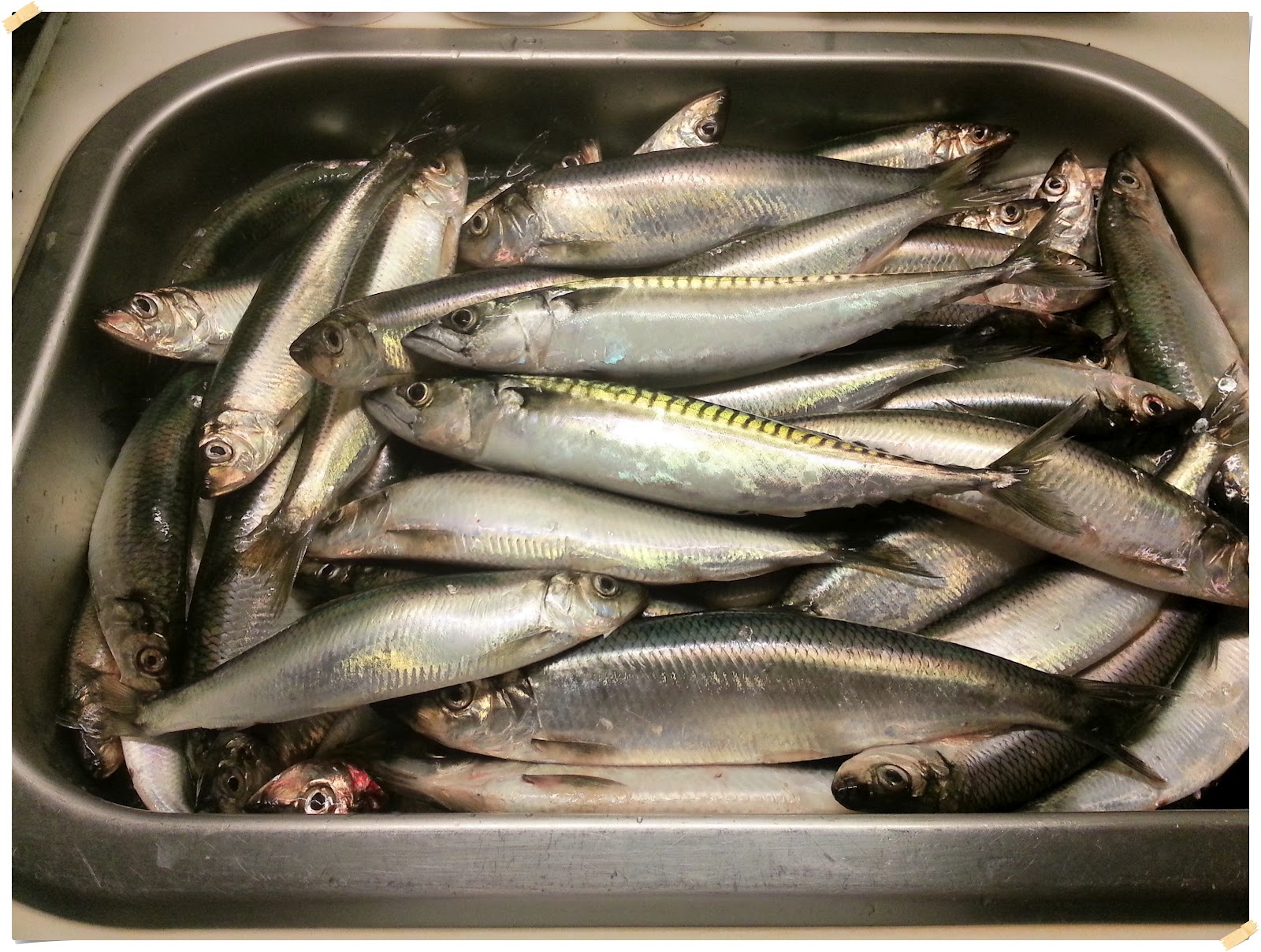 10 Ikan terbaik dunia versi PBB, 8 ikan punya Indonesia, bikin bangga!