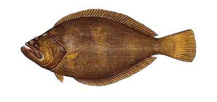 10 Ikan terbaik dunia versi PBB, 8 ikan punya Indonesia, bikin bangga!