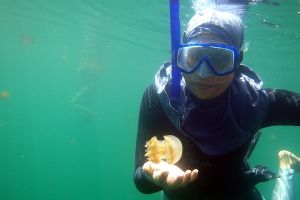 Hanya ada 2 ubur-ubur langka di dunia, salah satunya di Indonesia