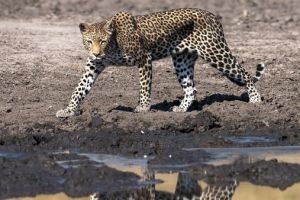 Ngeri! Macan tutul berkeliaran di sekolah, enam orang terluka