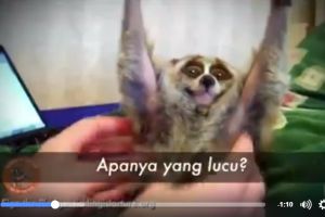 Cerita di balik video hewan lucu, benarkah selucu di video?
