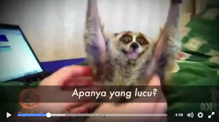 Cerita di balik video hewan lucu, benarkah selucu di video?