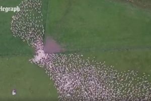 Pemandangan kawanan domba dari kamera drone ini menakjubkan, keren!