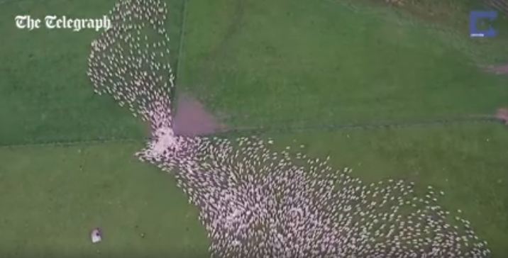 Pemandangan kawanan domba dari kamera drone ini menakjubkan, keren!