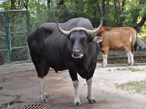Taman Nasional Baluran sukses biakkan banteng Jawa
