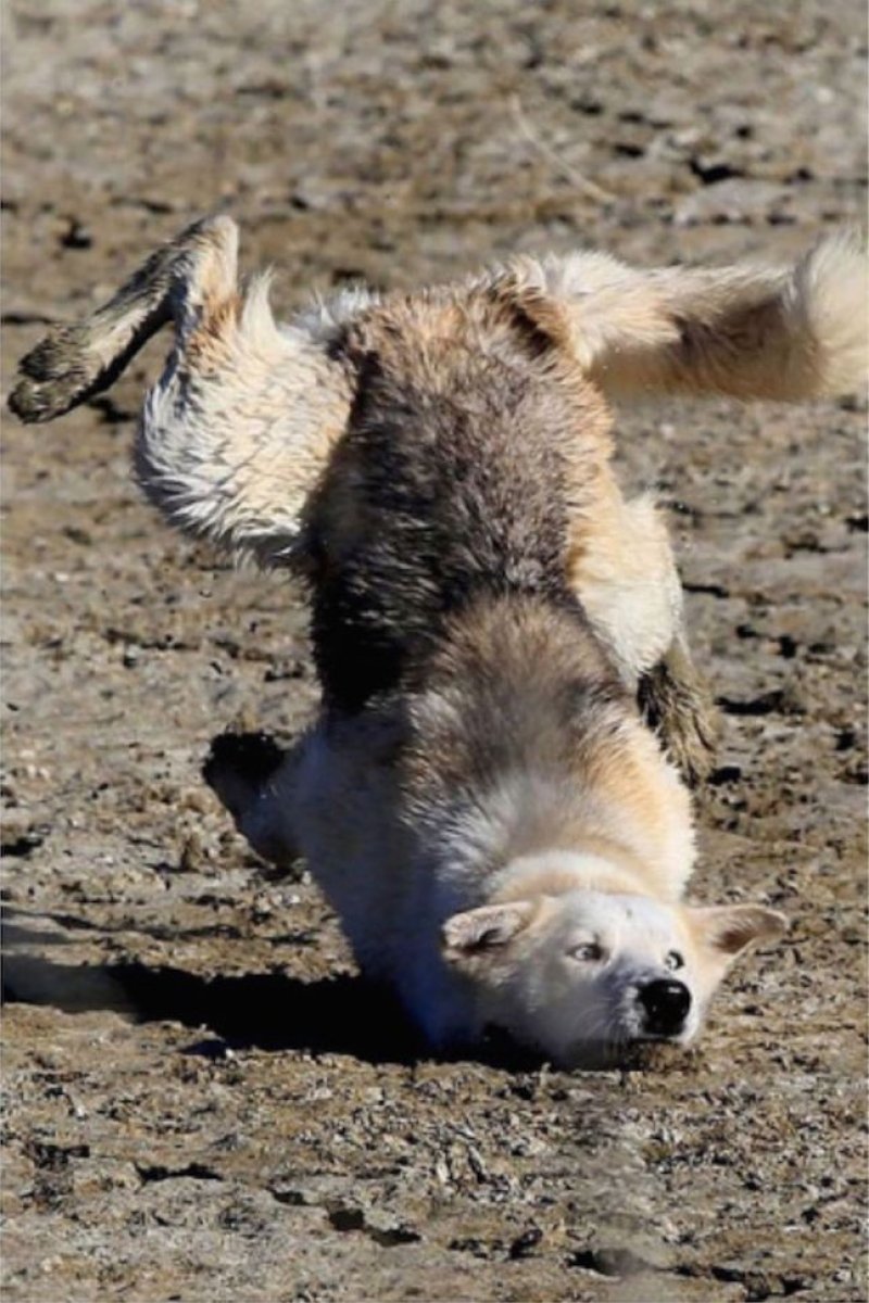 30 Foto kesialan ini bikin ketawa ngakak sampai mules, ada-ada saja!