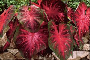 Cantik & mudah dirawat, 10 tanaman hias ini pas untuk kamu yang sibuk