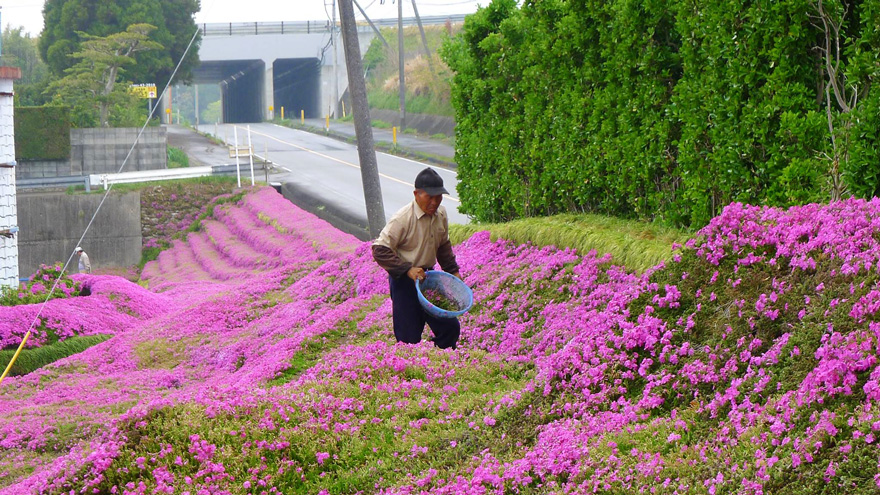 Pria ini 2 tahun menanam ribuan bunga untuk istrinya yang buta