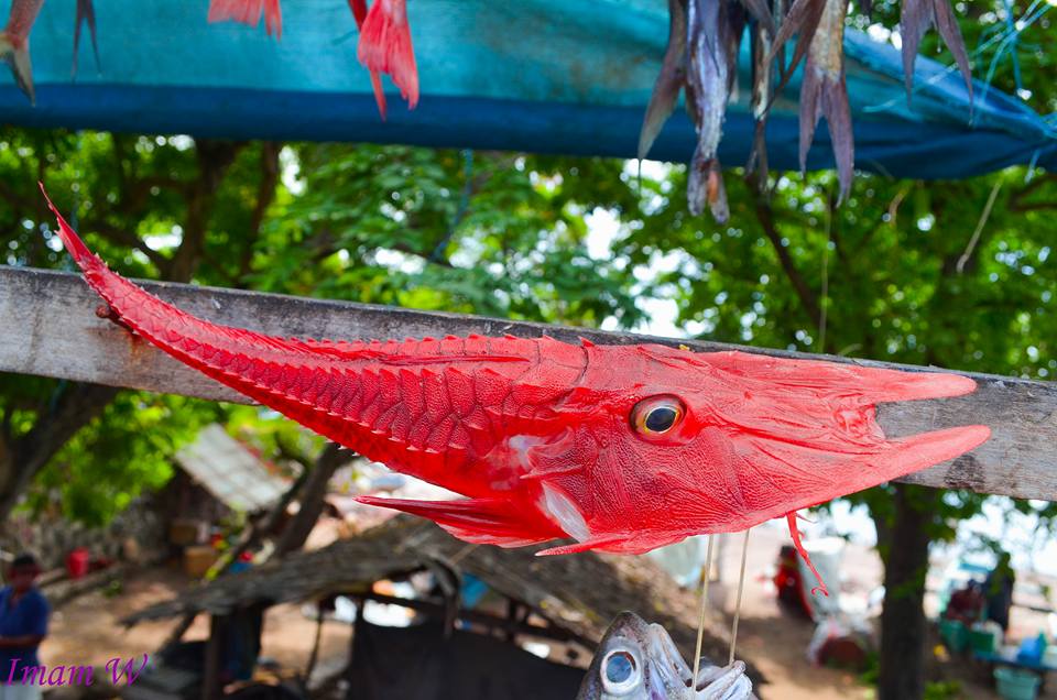 Ikan merah bertanduk ini ternyata sangat langka, kamu tahu namanya?