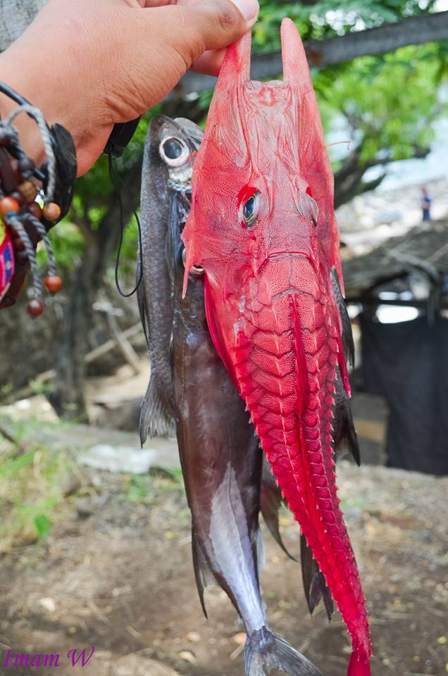 Ikan merah bertanduk ini ternyata sangat langka, kamu tahu namanya?