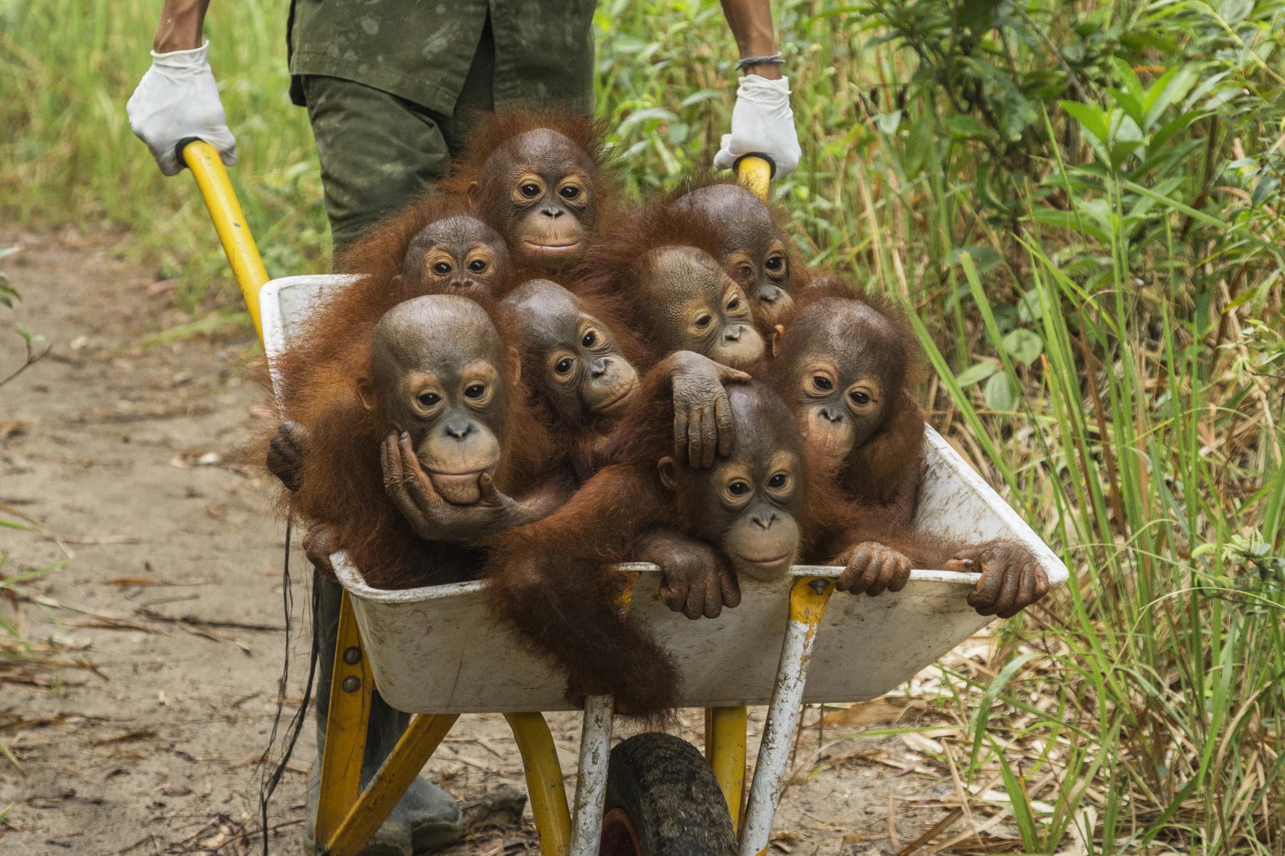 Potret orangutan di hutan terbakar jadi foto jurnalistik terbaik dunia