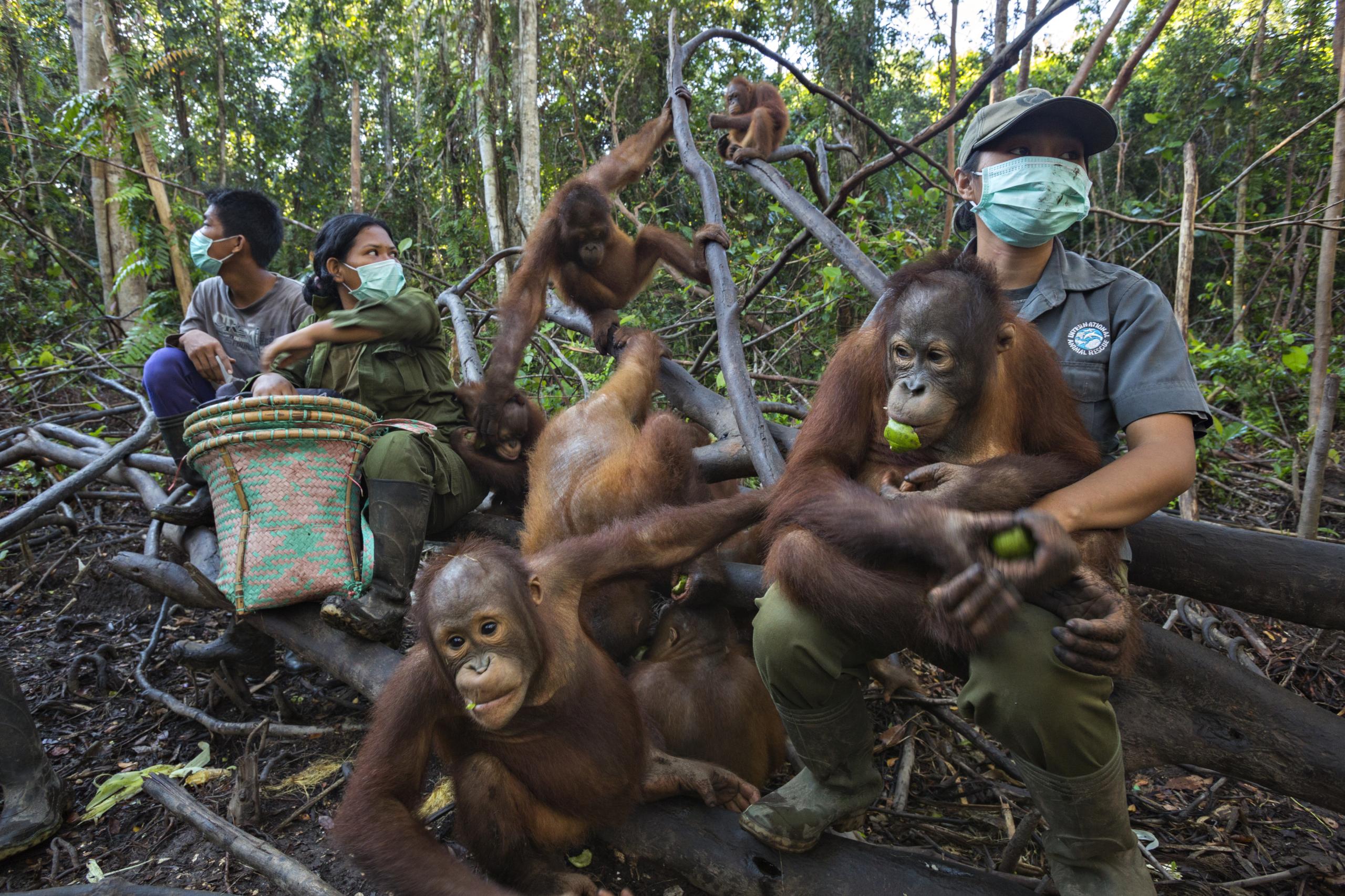 Potret orangutan di hutan terbakar jadi foto jurnalistik terbaik dunia