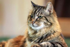 Corduroy, kucing tertua dunia berumur 26 tahun, jadi seleb di medsos!