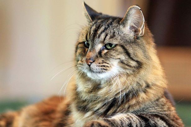 Corduroy, kucing tertua dunia berumur 26 tahun, jadi seleb di medsos!