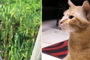 Beda lho hitungan umur kucing dengan manusia, ini cara mengetahuinya!
