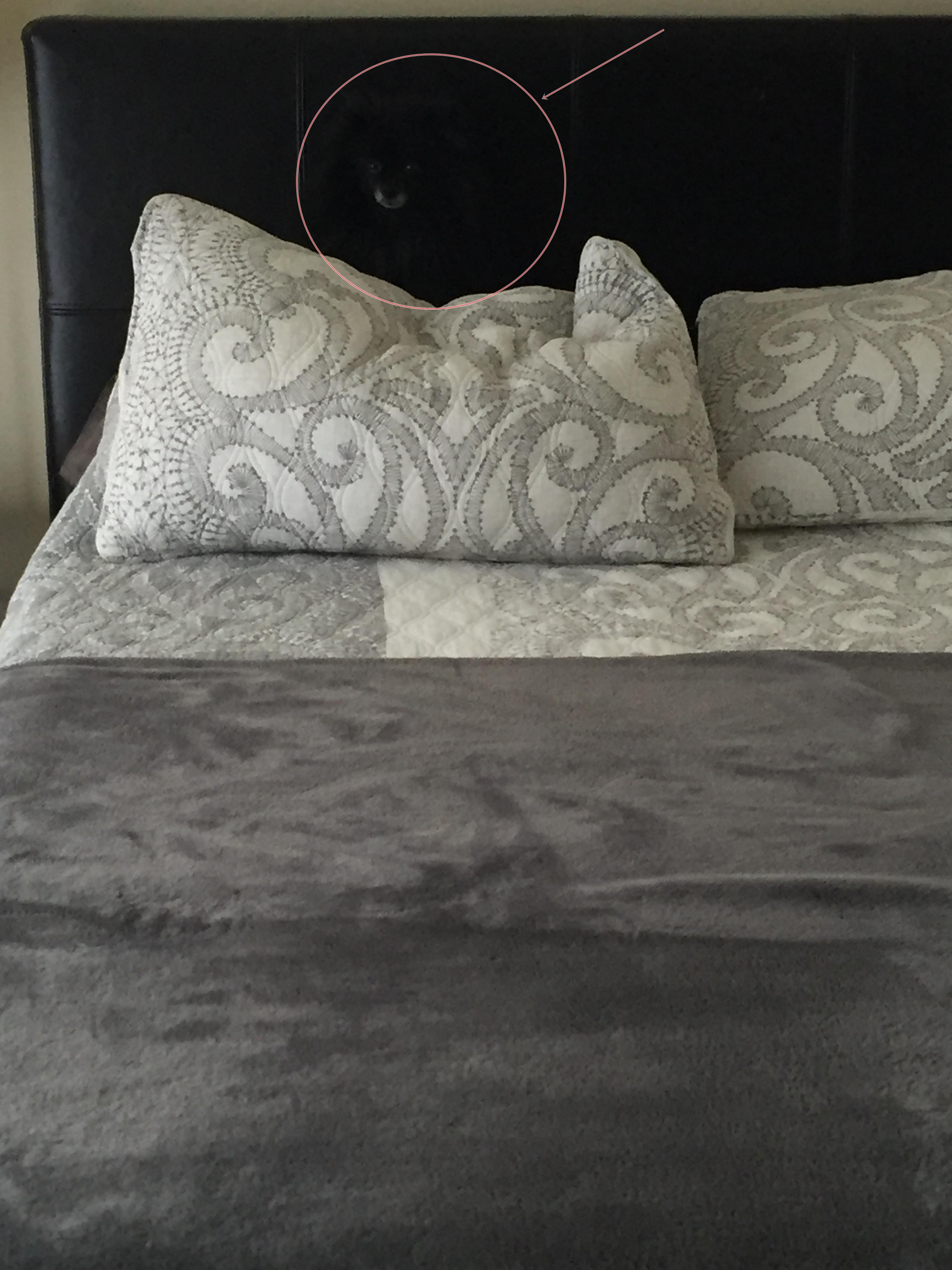 Kamu jenius jika dapat temukan anjing di gambar ini dalam 2 detik!  