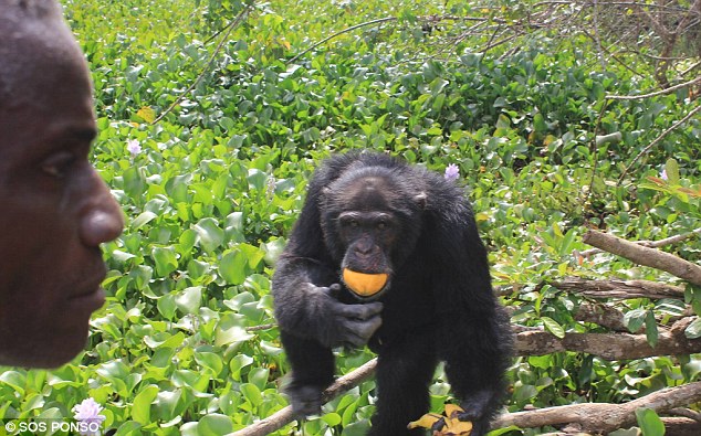 Foto haru pertemuan simpanse dan manusia karena kerusakan hutan
