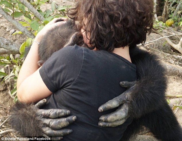 Foto haru pertemuan simpanse dan manusia karena kerusakan hutan