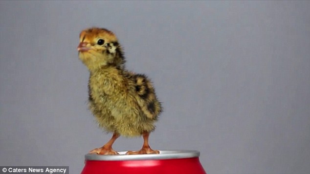 Cute Baby Quail Hatched From An Egg Bought In The Supermarket