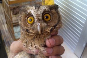 Kenalin Celepuk Reban, burung hantu mini yang digilai penggemar hewan