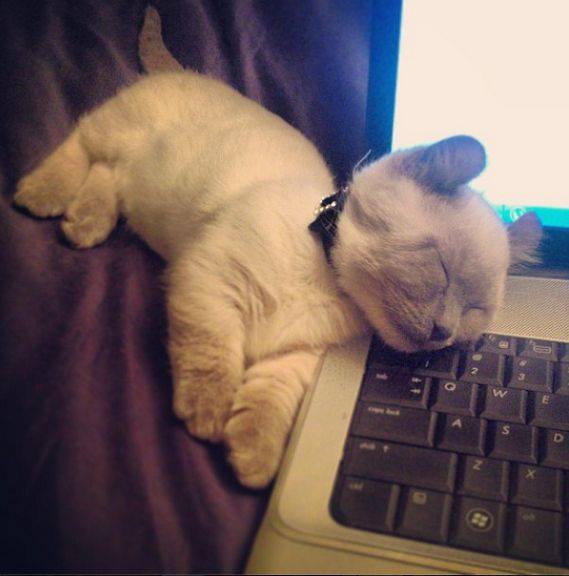 12 Pose kucing lagi tidur ini imut abis, bikin kamu gemas! 12 Pose kucing lagi tidur ini imut abis, bikin kamu gemas!