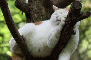 12 Pose kucing lagi tidur ini imut abis, bikin kamu gemas!