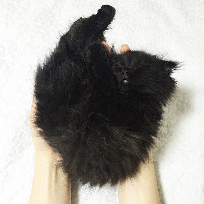 Yuk kenalan dengan Gimo The Cat, Kucing bermata paling bulat di dunia!