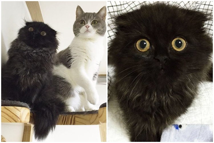 Yuk kenalan dengan Gimo The Cat, Kucing bermata paling bulat di dunia!