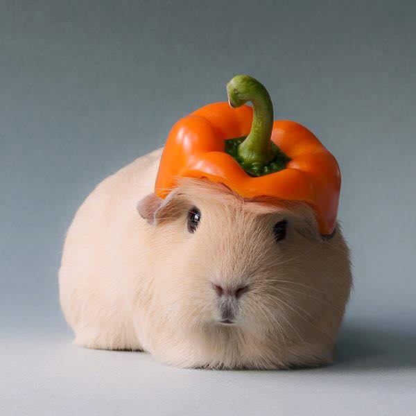 Lucunya tikus Belanda yang didandani dan difoto ini, gemas!