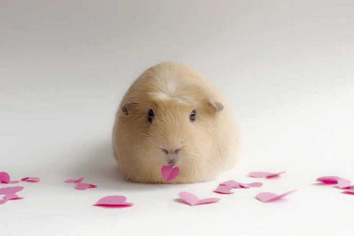 Lucunya tikus Belanda yang didandani dan difoto ini, gemas!