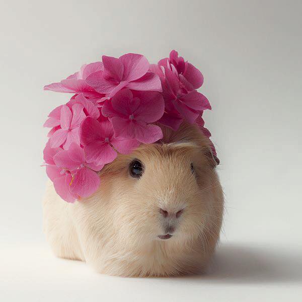 Lucunya tikus Belanda yang didandani dan difoto ini, gemas!