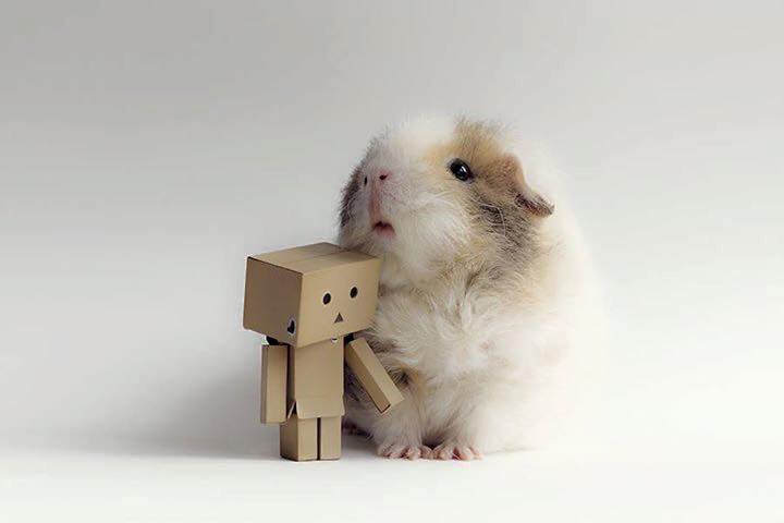 Lucunya tikus Belanda yang didandani dan difoto ini, gemas!