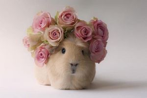 Lucunya tikus Belanda yang didandani dan difoto ini, gemas!