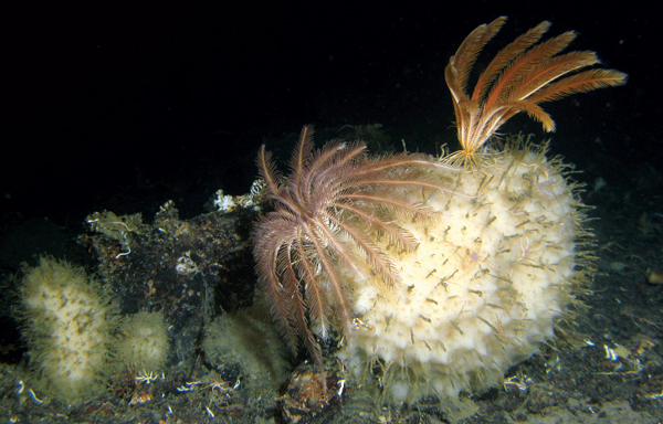 10 Hewan ini punya umur panjang bahkan abadi lho, apa aja ya?