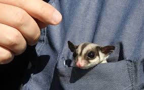 10 Fakta tentang Sugar Glider, 'kanguru' kecil yang jadi peliharaan 10 Fakta tentang Sugar Glider, 'kanguru' kecil yang jadi peliharaan
