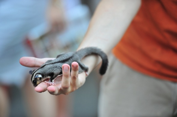 10 Fakta tentang Sugar Glider, 'kanguru' kecil yang jadi peliharaan 10 Fakta tentang Sugar Glider, 'kanguru' kecil yang jadi peliharaan