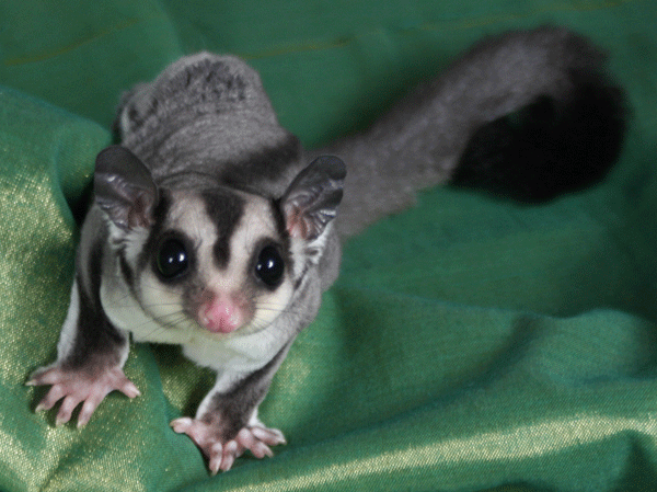 10 Fakta tentang Sugar Glider, 'kanguru' kecil yang jadi peliharaan 10 Fakta tentang Sugar Glider, 'kanguru' kecil yang jadi peliharaan
