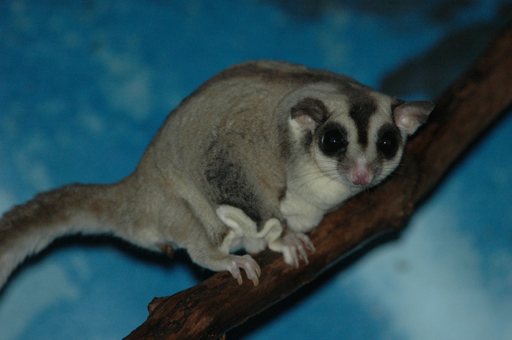 10 Fakta tentang Sugar Glider, 'kanguru' kecil yang jadi peliharaan 10 Fakta tentang Sugar Glider, 'kanguru' kecil yang jadi peliharaan