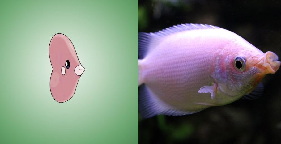 13 Hewan Pokemon ternyata ada di dunia nyata, nggak nyangka kan? 13 Hewan Pokemon ternyata ada di dunia nyata, nggak nyangka kan?