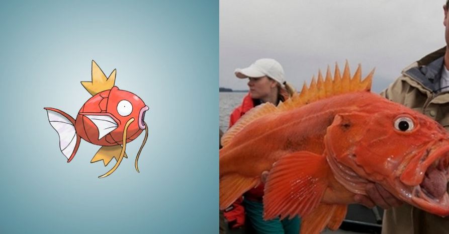 13 Hewan Pokemon ternyata ada di dunia nyata, nggak nyangka kan? 13 Hewan Pokemon ternyata ada di dunia nyata, nggak nyangka kan?