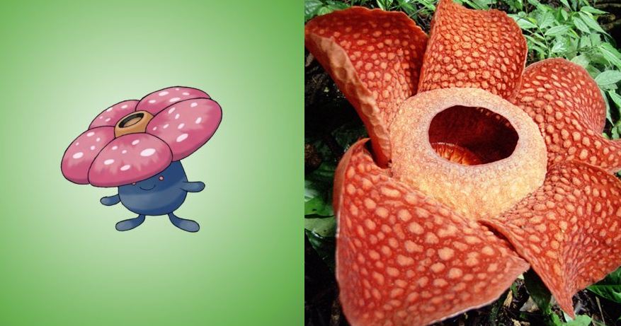 13 Hewan Pokemon ternyata ada di dunia nyata, nggak nyangka kan? 13 Hewan Pokemon ternyata ada di dunia nyata, nggak nyangka kan?