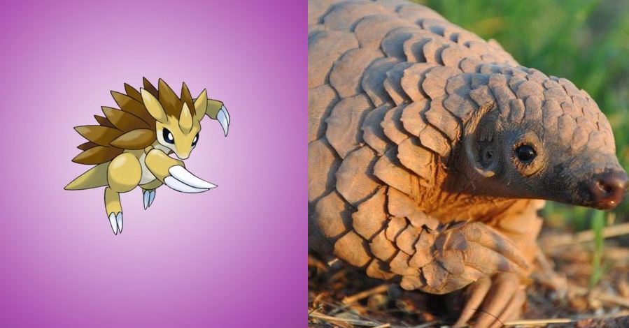 13 Hewan Pokemon Ternyata Ada Di Dunia Nyata Nggak Nyangka Kan