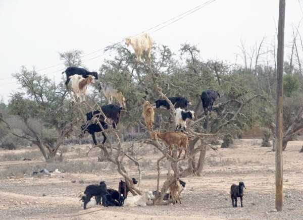 25 Foto konyol dan kocak ini cuma bisa kamu temui di Afrika