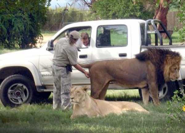 25 Foto konyol dan kocak ini cuma bisa kamu temui di Afrika