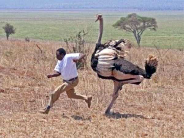 25 Foto konyol dan kocak ini cuma bisa kamu temui di Afrika