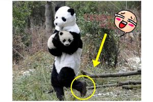 25 Foto aksi tipu-tipu gagal dijamin bikin kamu ngakak terus, kocak!